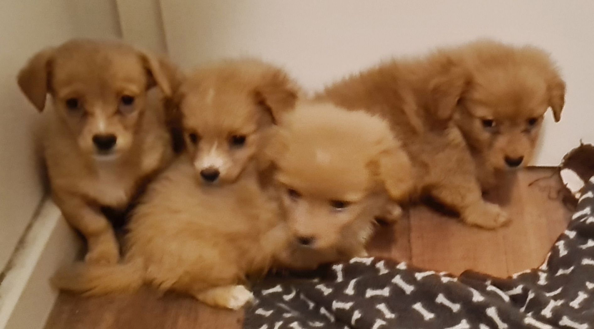 Süße Rasselbande sucht liebe Familie