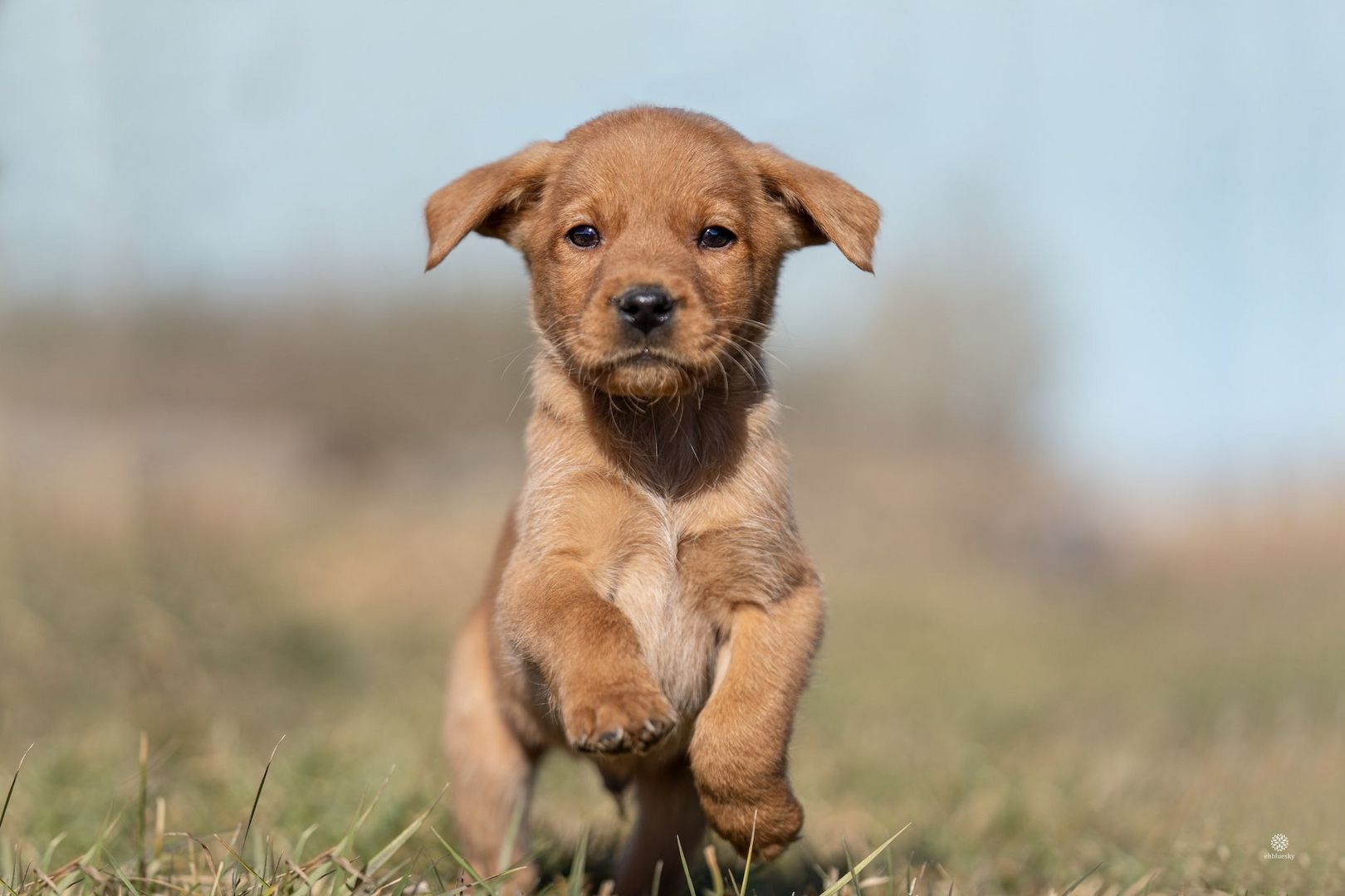 Labrador Welpen of Avon´s spirit