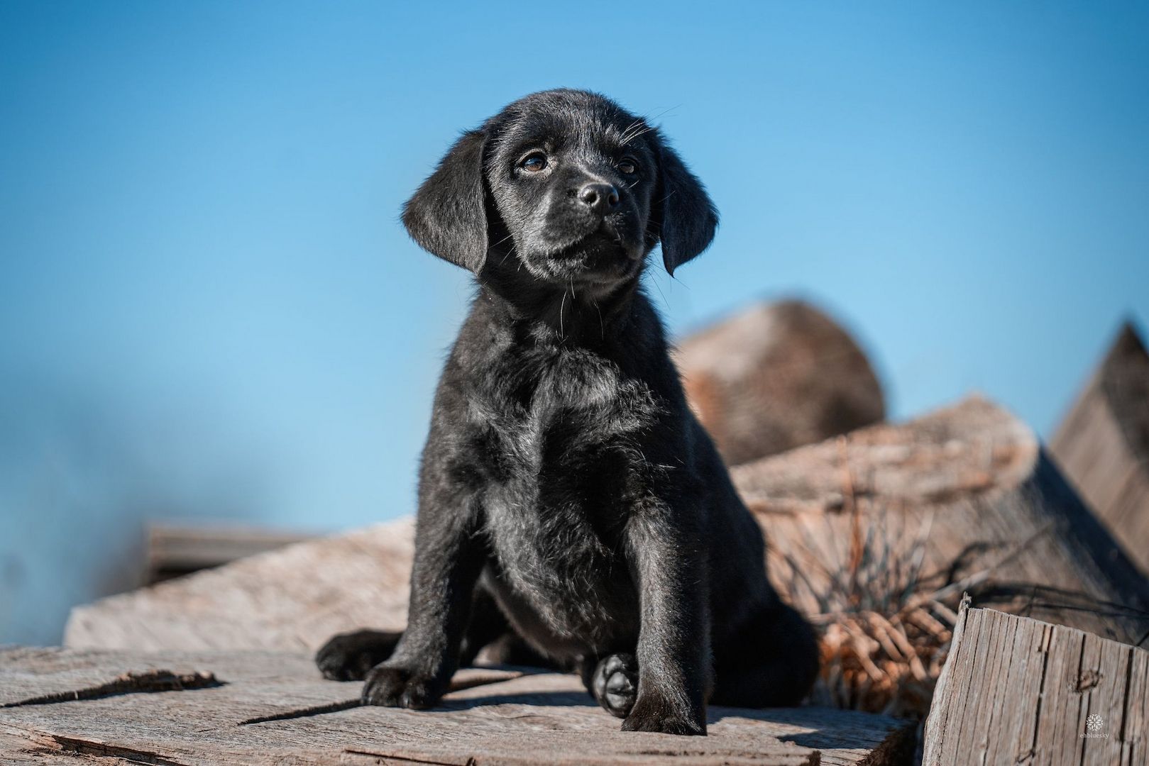 Labrador Welpen of Avon´s spirit