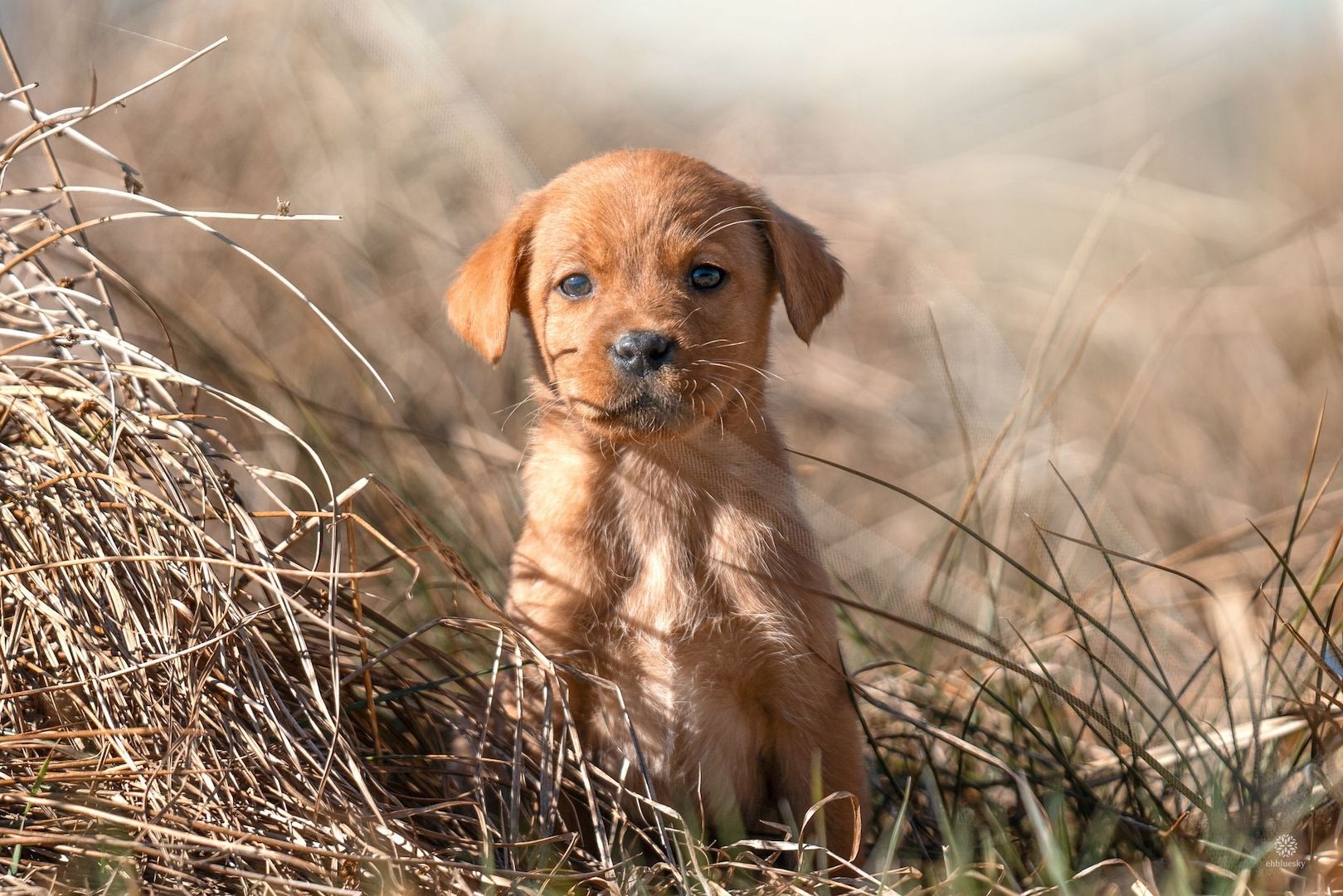 Labrador Welpen of Avon´s spirit