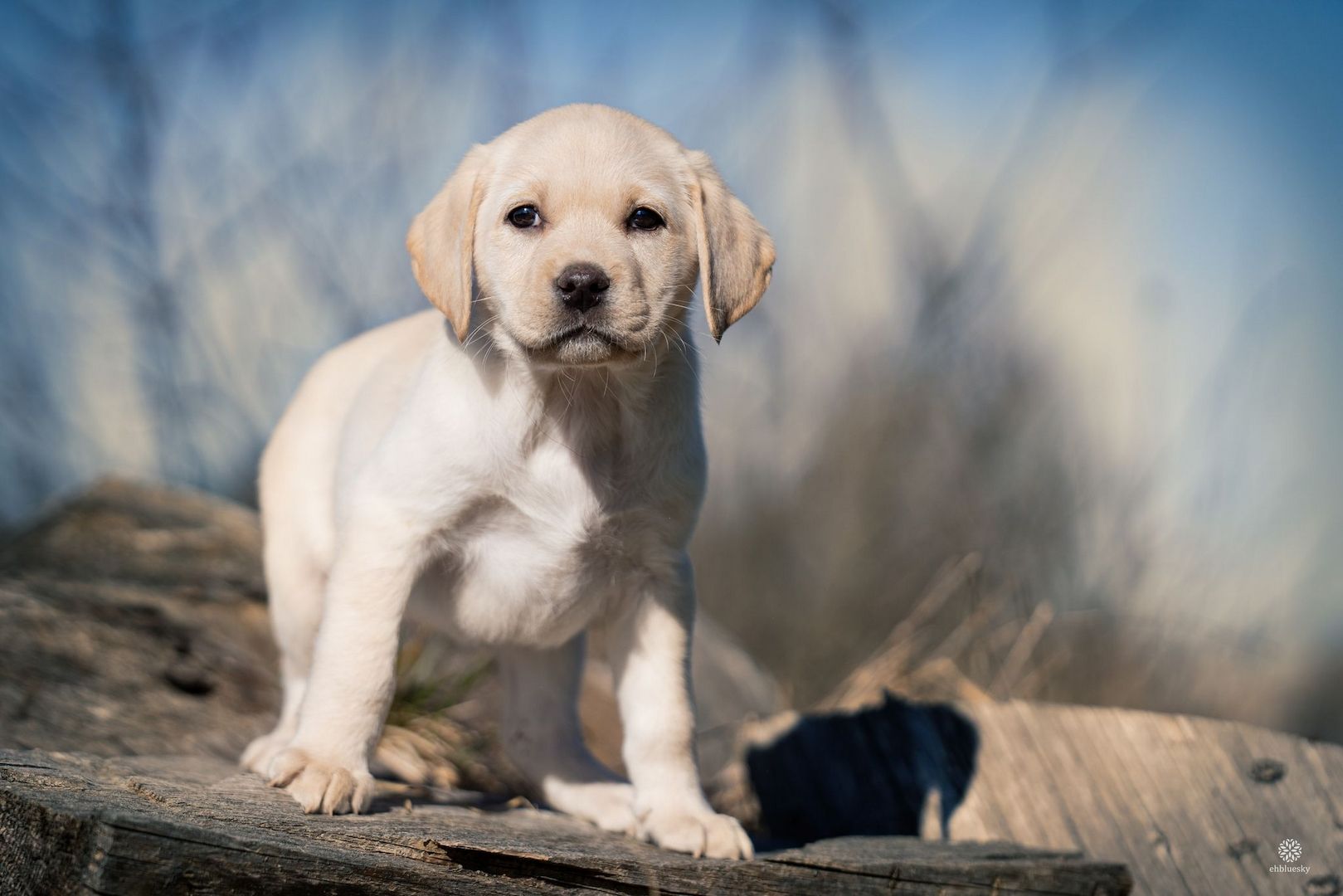 Labrador Welpen of Avon´s spirit