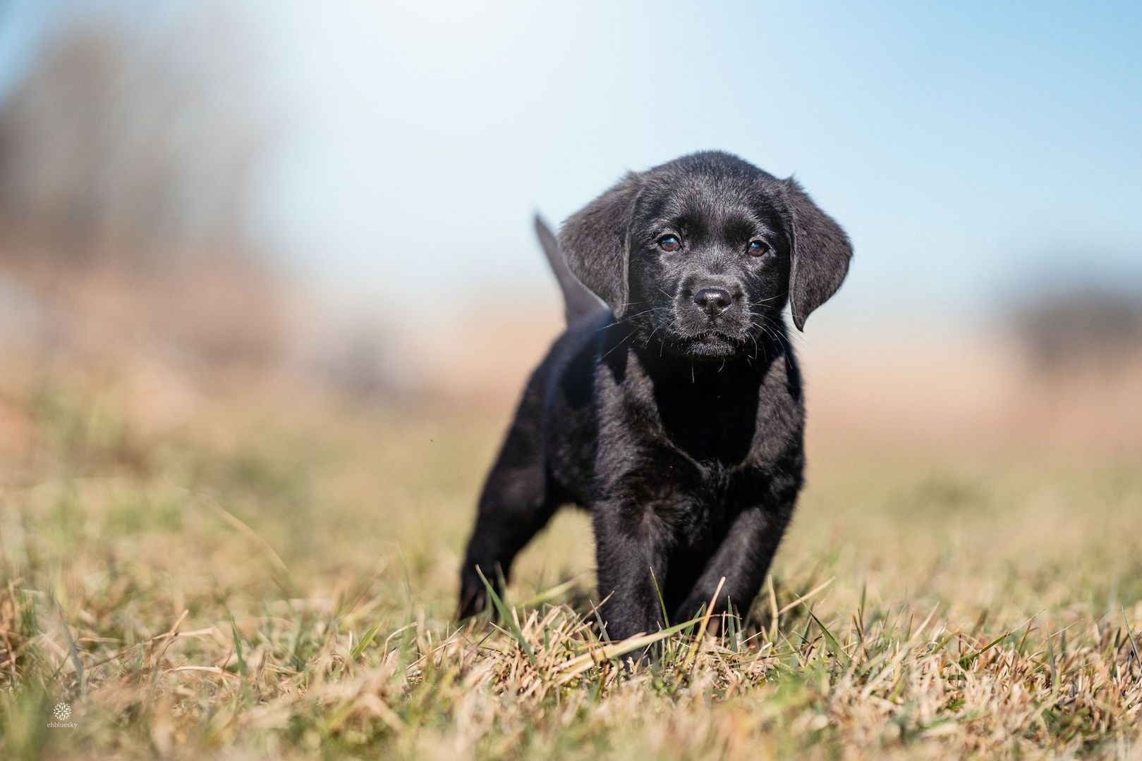 Labrador Welpen of Avon´s spirit