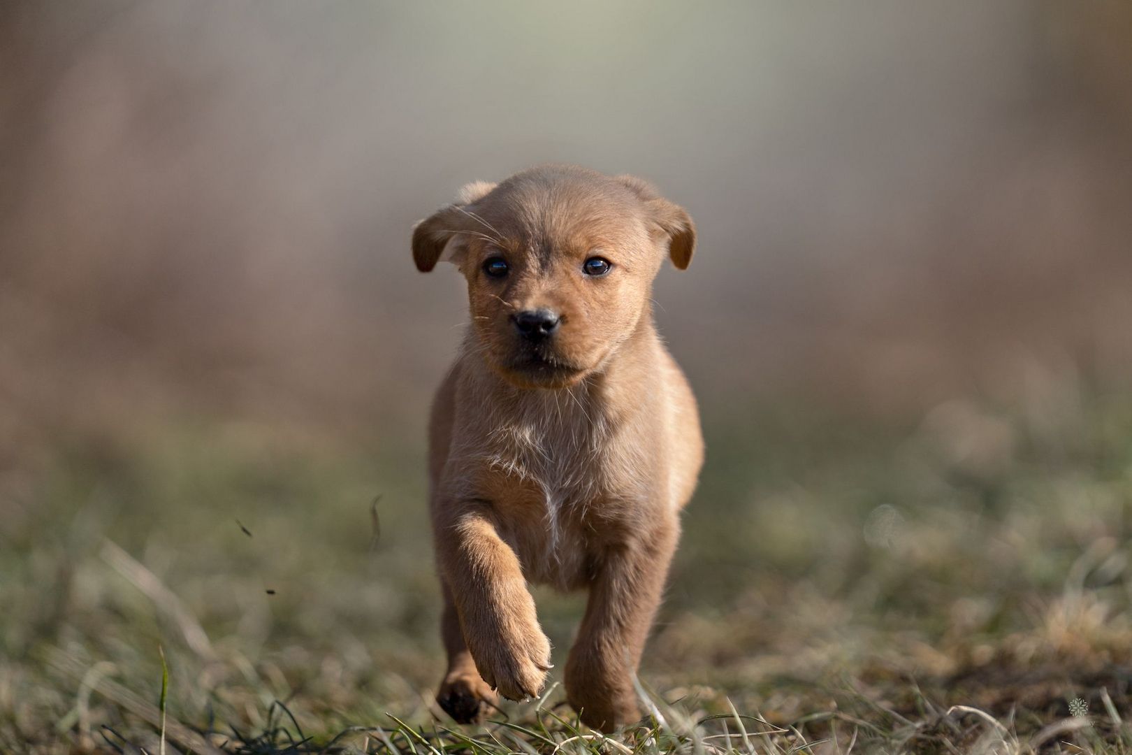 Labrador Welpen of Avon´s spirit