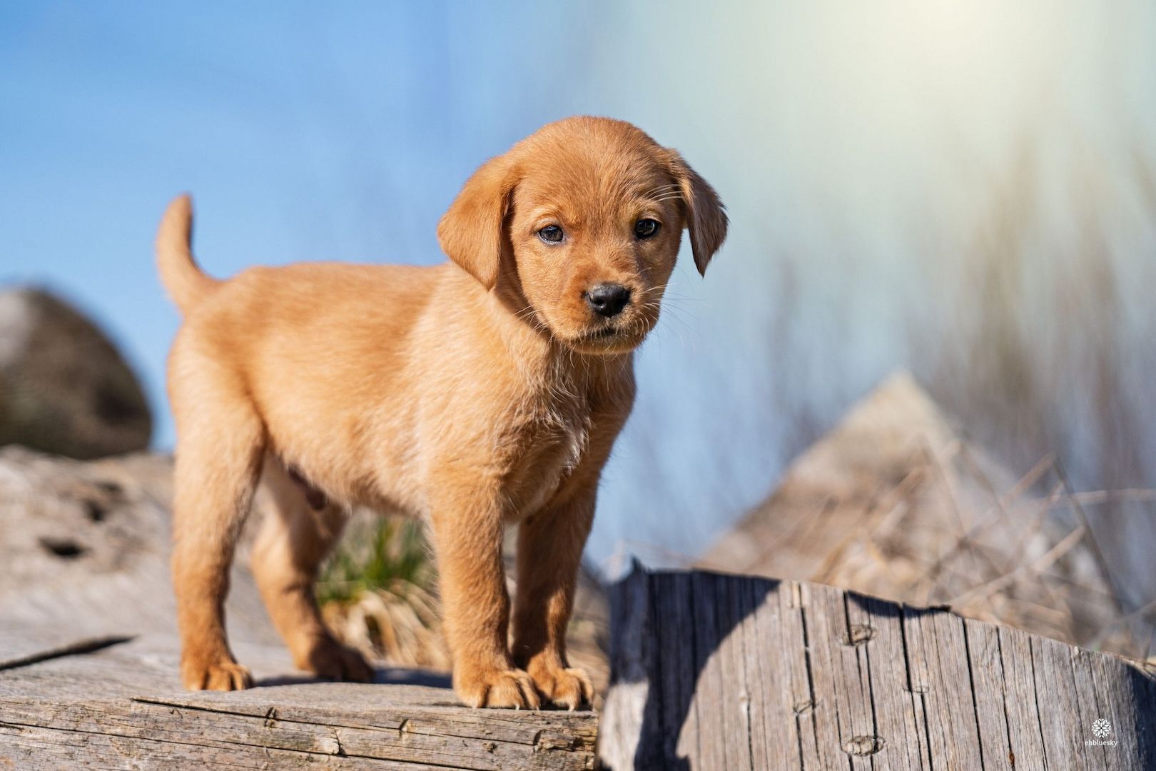 Labrador Welpen of Avon´s spirit