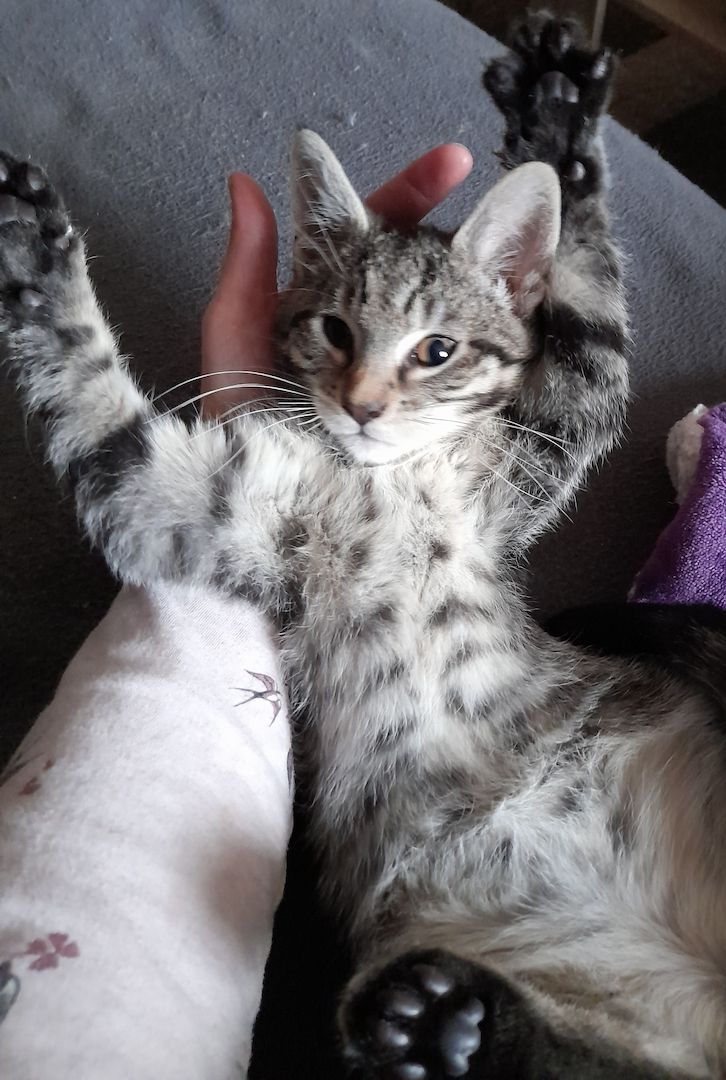 Bengal Maincoon mix Kitten