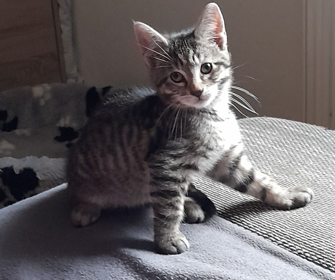 Bengal Maincoon mix Kitten