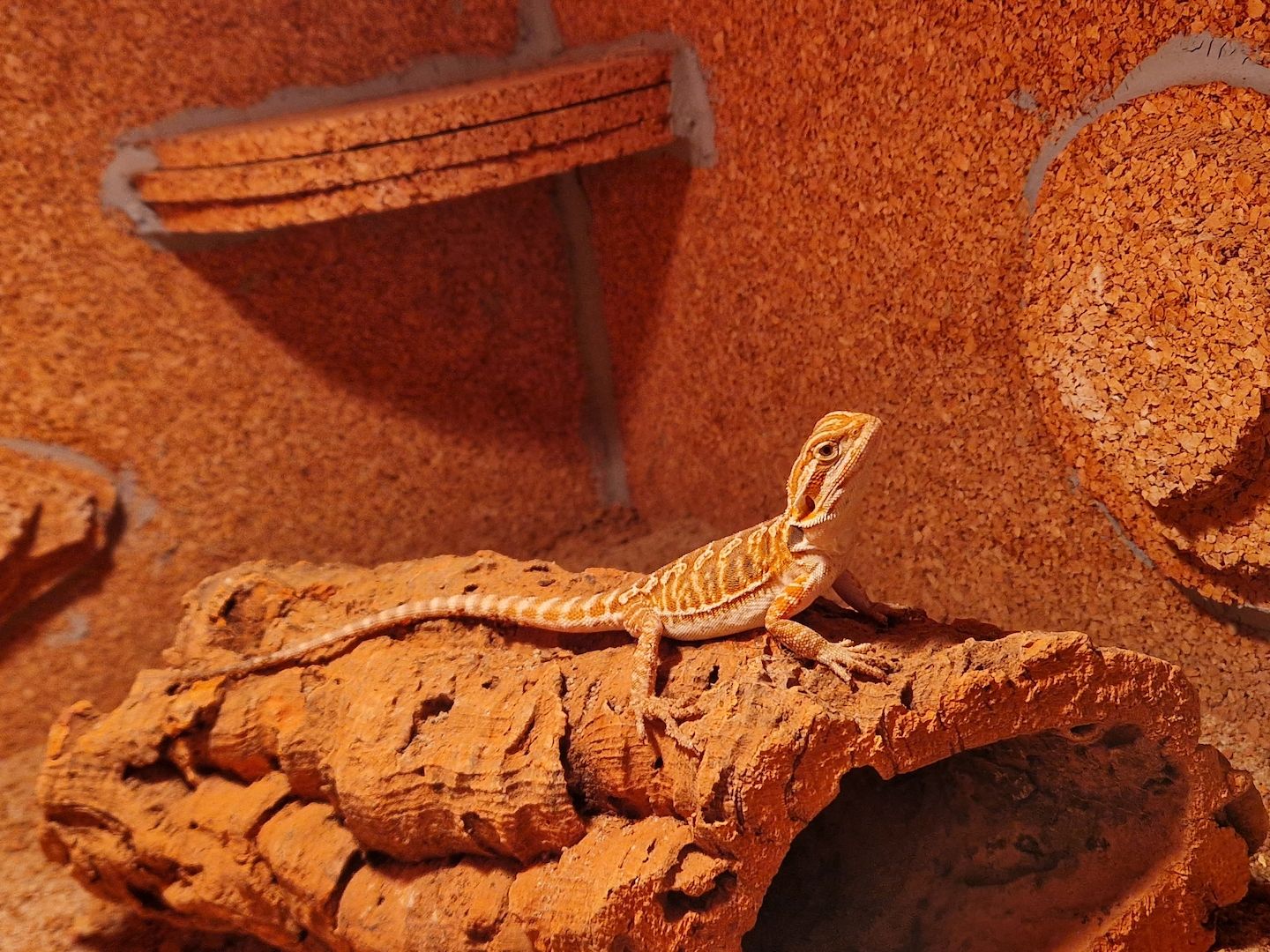 Bartagame dringend abzugeben