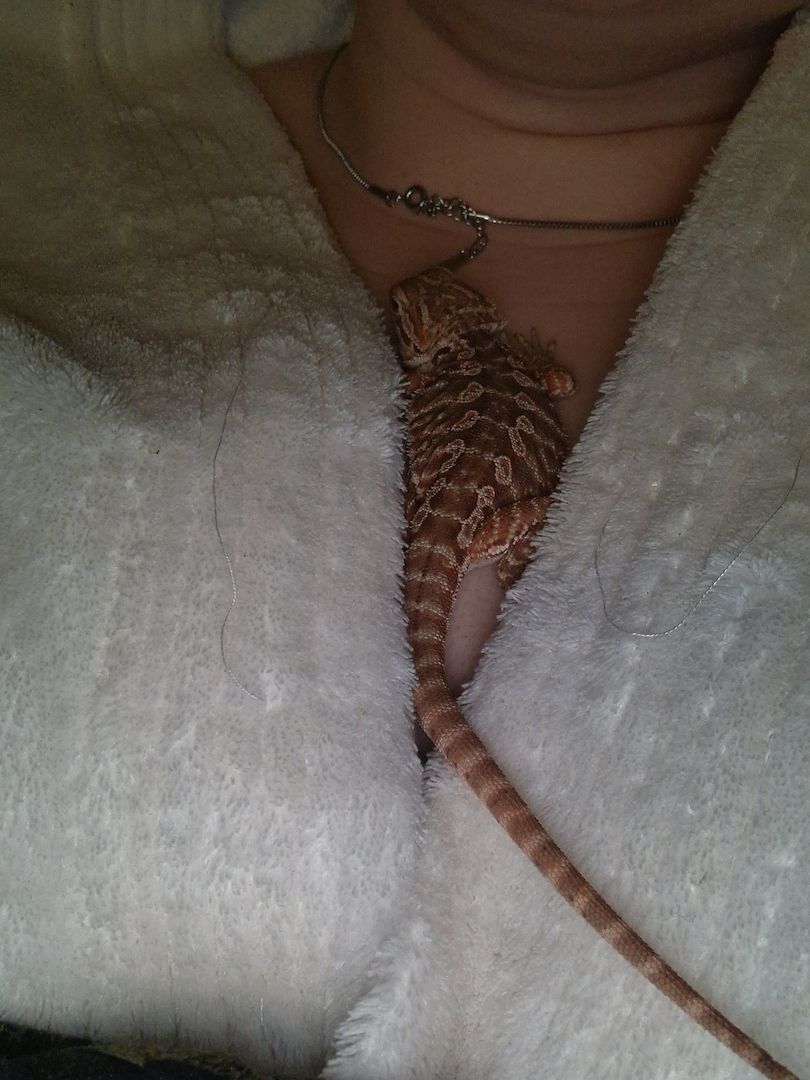 Bartagame dringend abzugeben