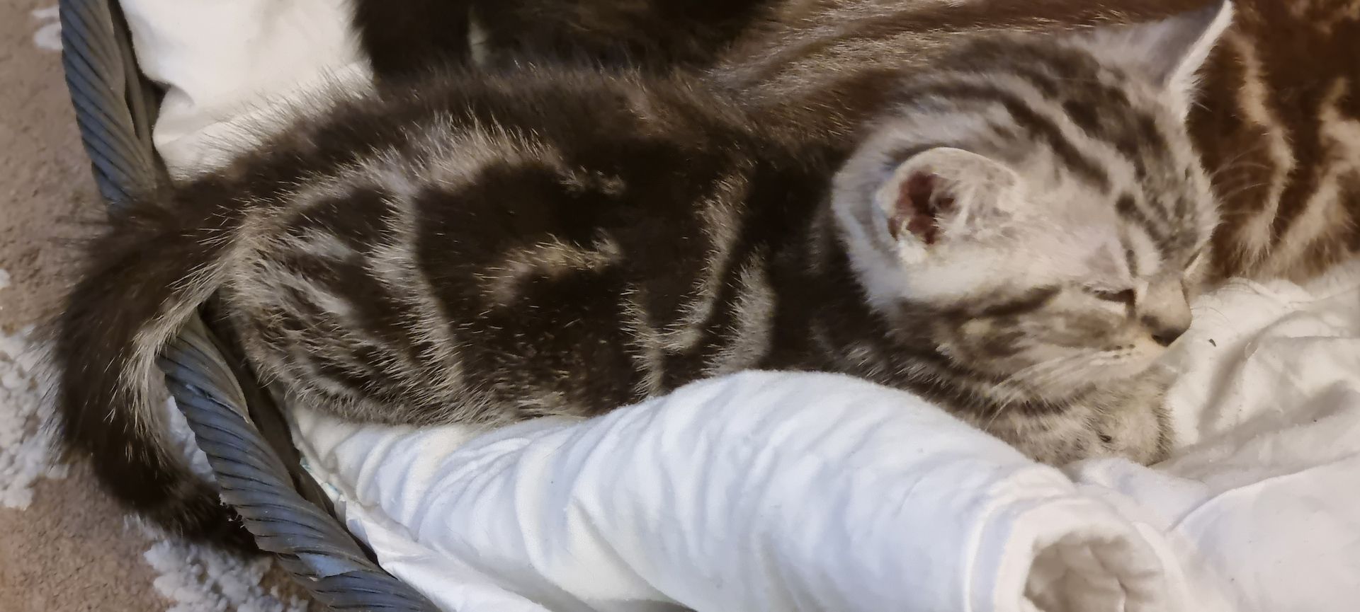 BKH Kitten Katze Baby