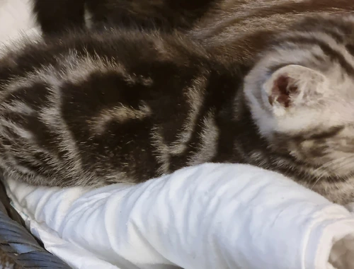BKH Kitten Katze Baby