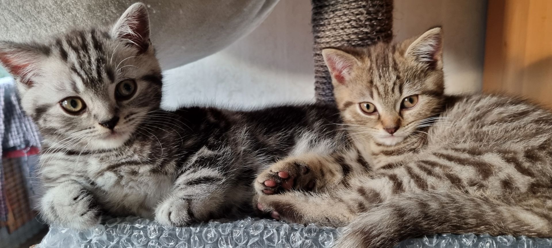 BKH Kitten Katze Baby