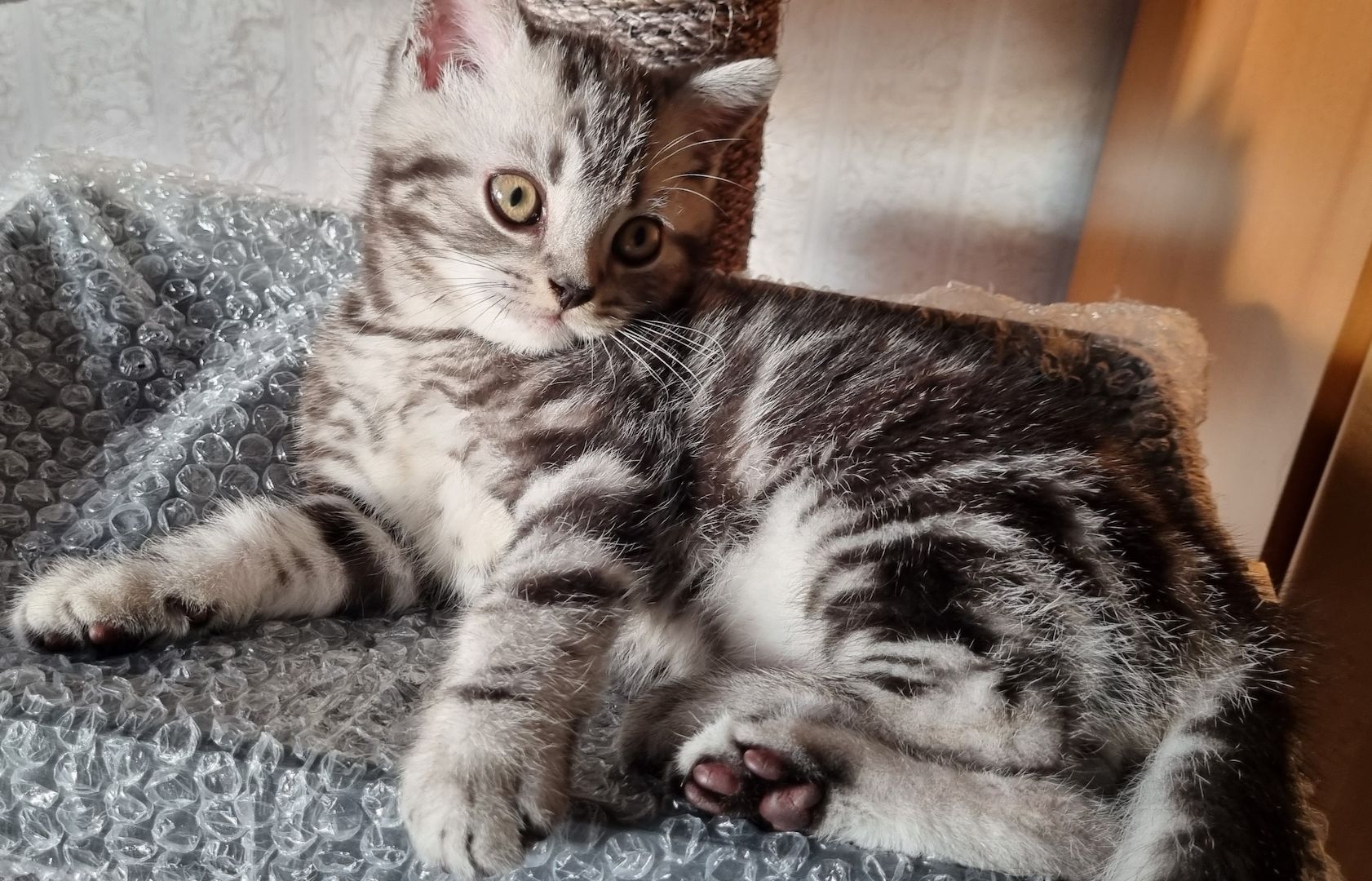 BKH Kitten Katze Baby