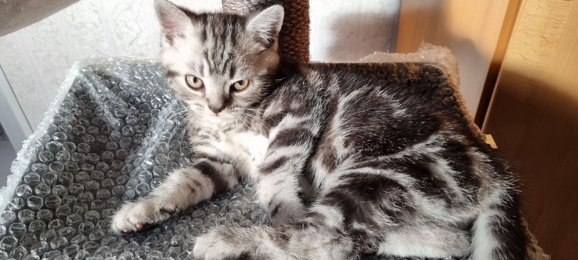 BKH Kitten Katze Baby