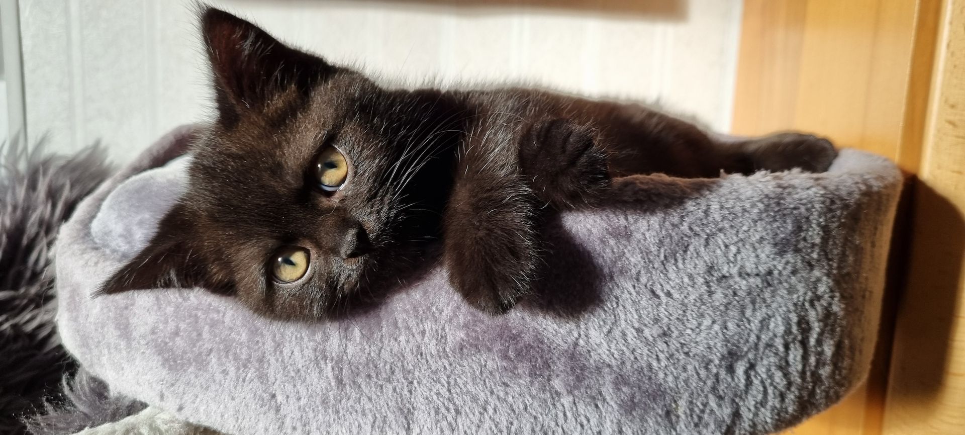 BKH Kitten Katze Baby