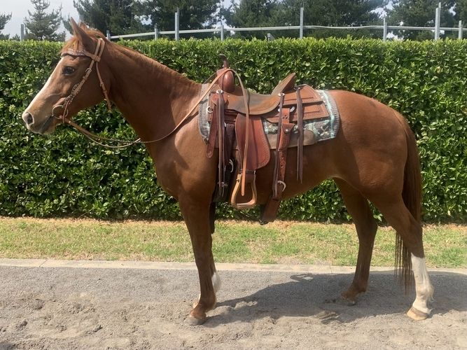 Quarter Horse Stute Sorrel 2019 o.Papier leicht angeritten