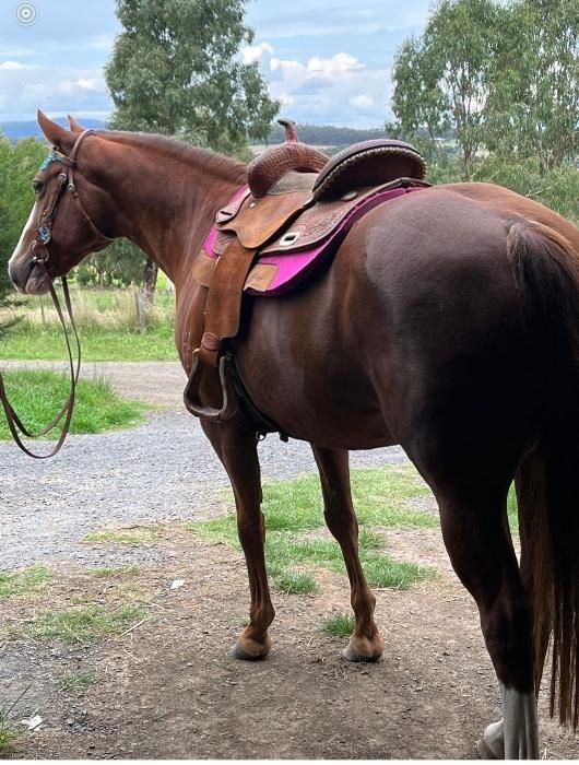 Quarter Horse Stute Sorrel 2019 o.Papier leicht angeritten