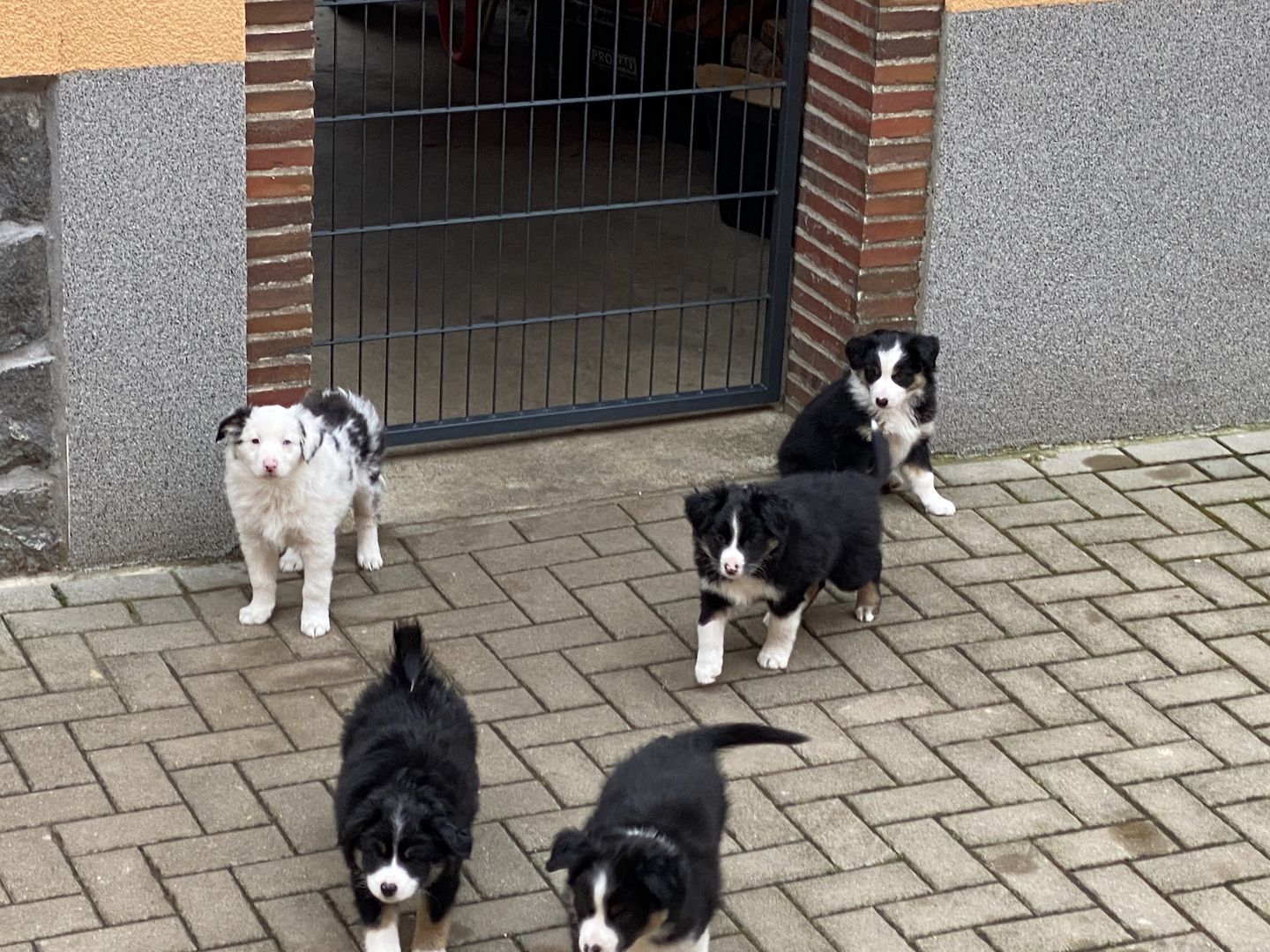 Australian Shepherd mini Welpen