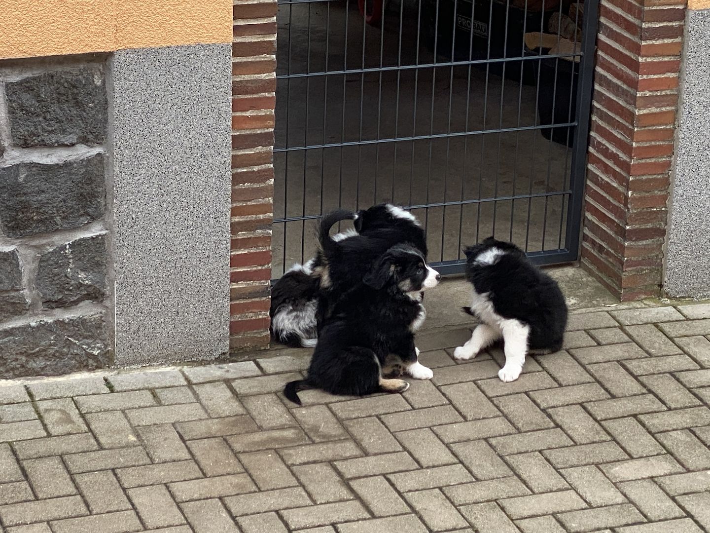 Australian Shepherd mini Welpen