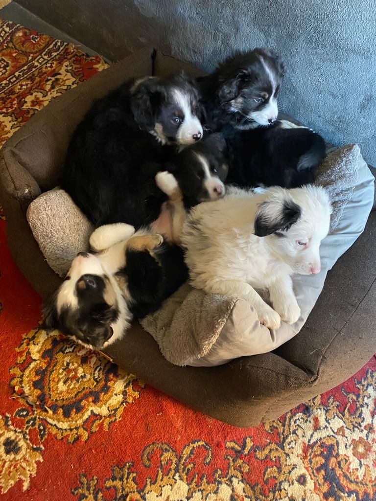 Australian Shepherd mini Welpen