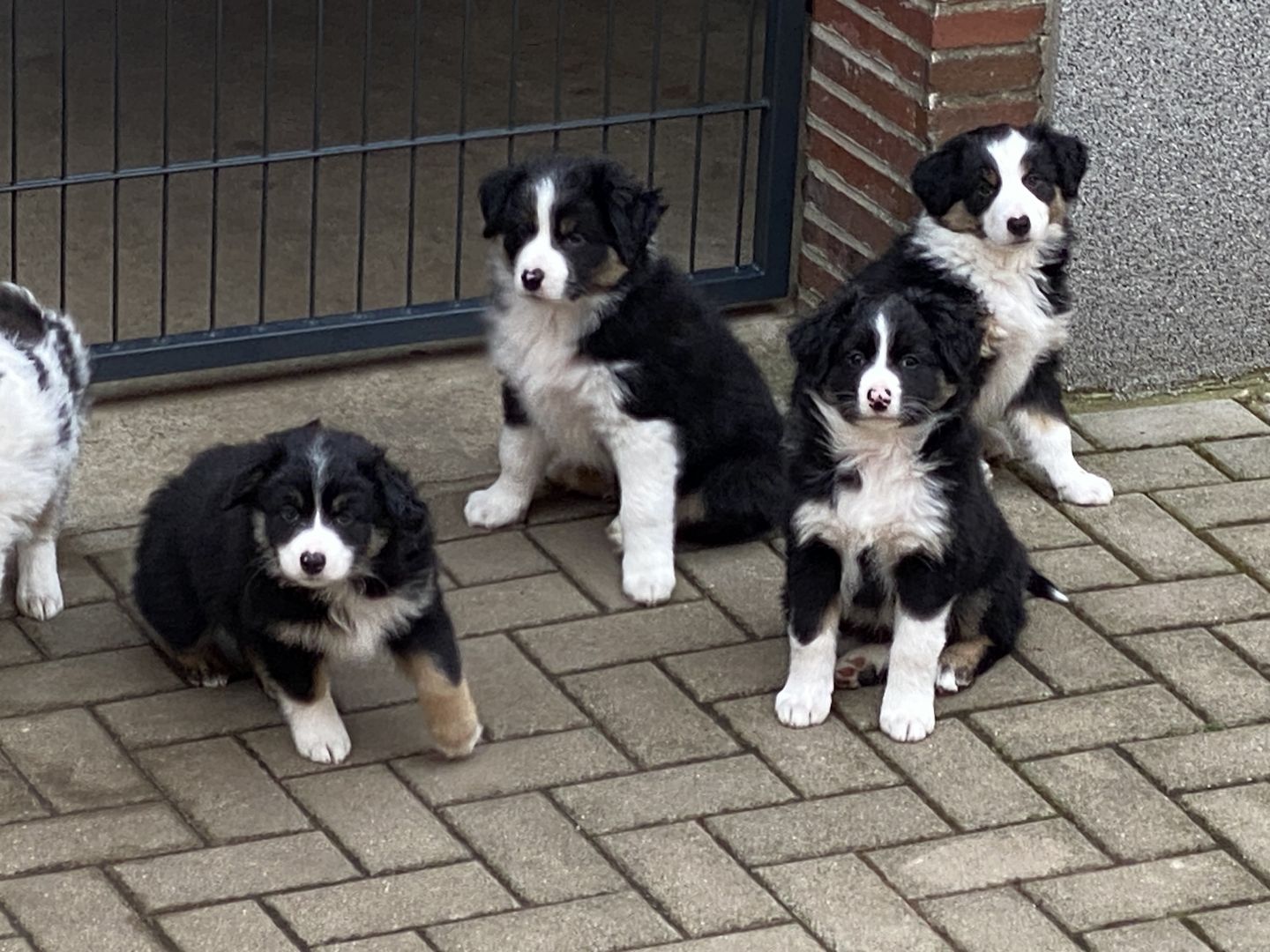 Australian Shepherd mini Welpen