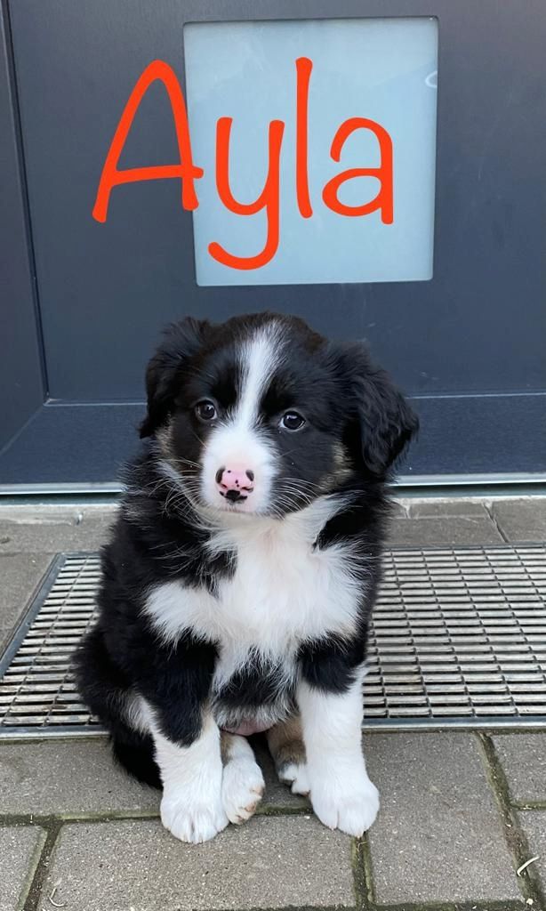 Australian Shepherd mini Welpen