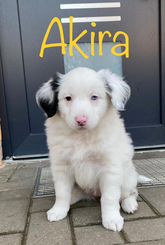 Australian Shepherd mini Welpen