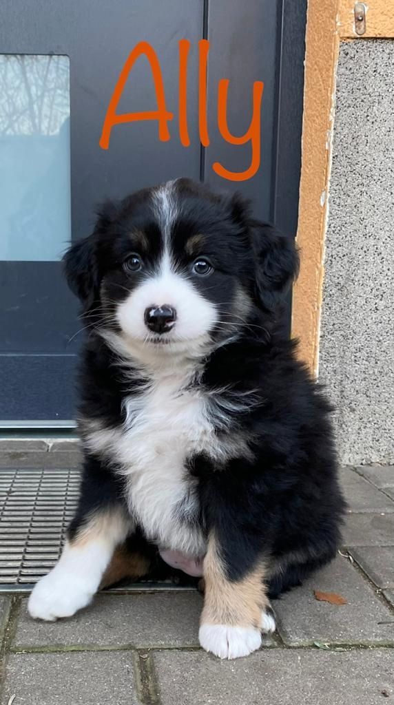 Australian Shepherd mini Welpen