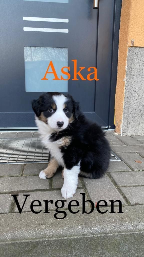 Australian Shepherd mini Welpen