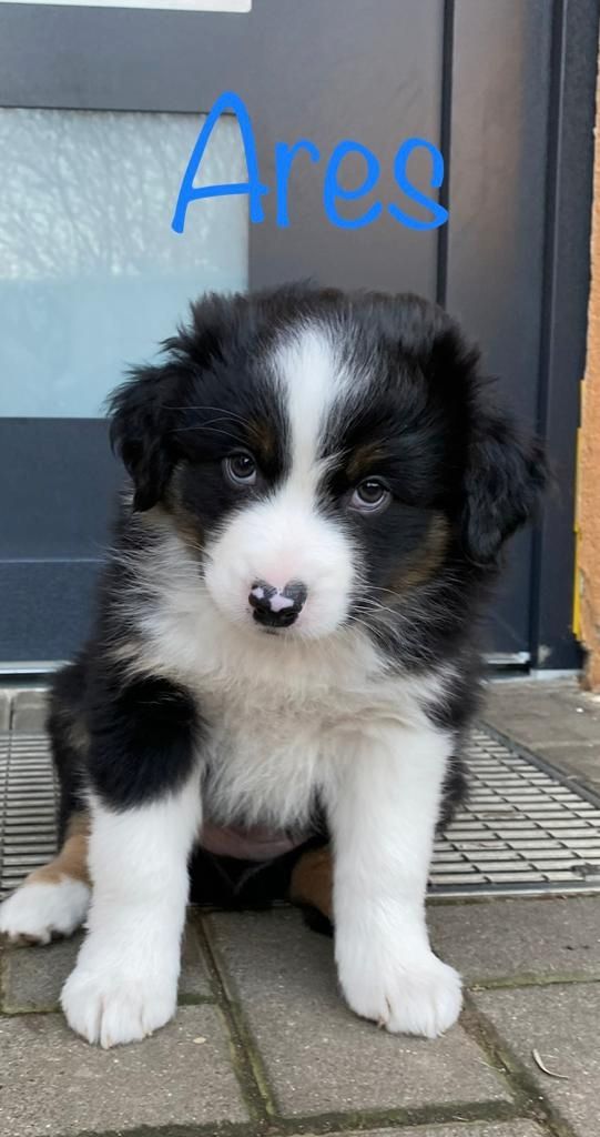 Australian Shepherd mini Welpen