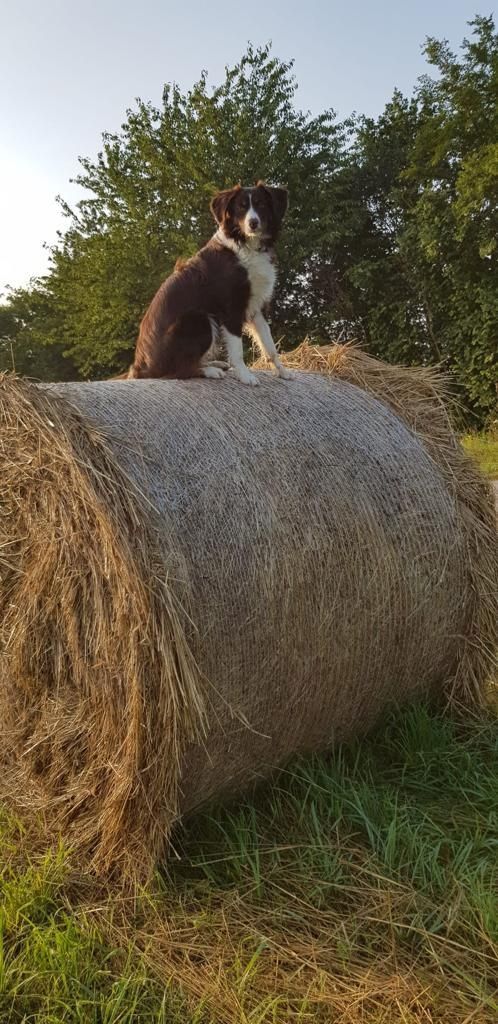 Australian Shepherd mini Welpen