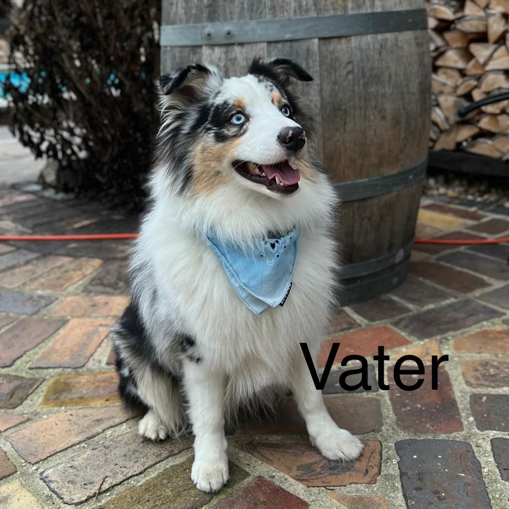 Australian Shepherd mini Welpen