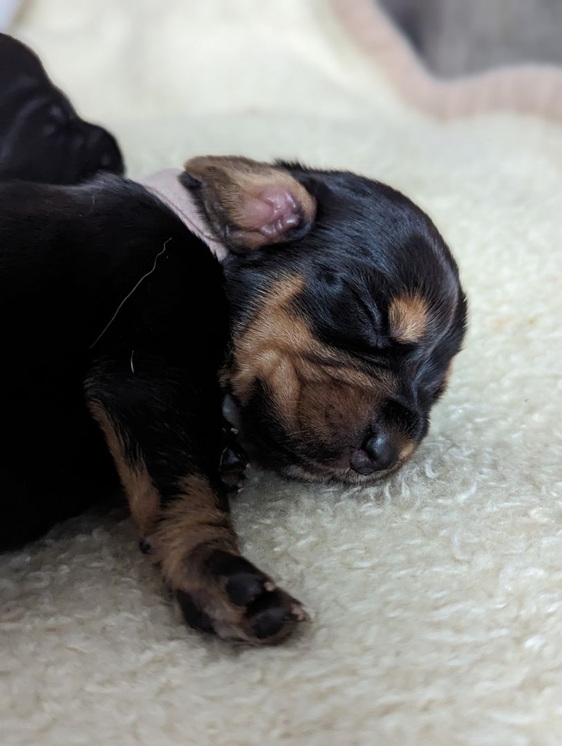 Basset Cocker Spaniel Mix