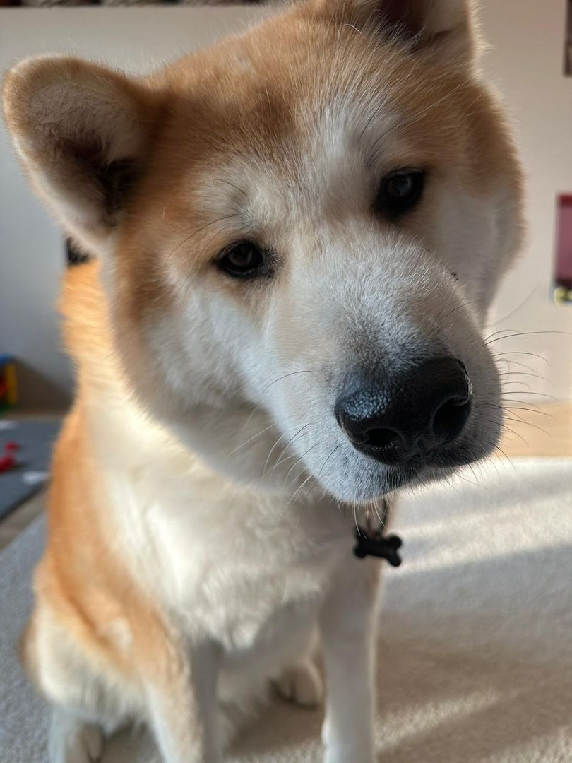 Akita Inu Hachi