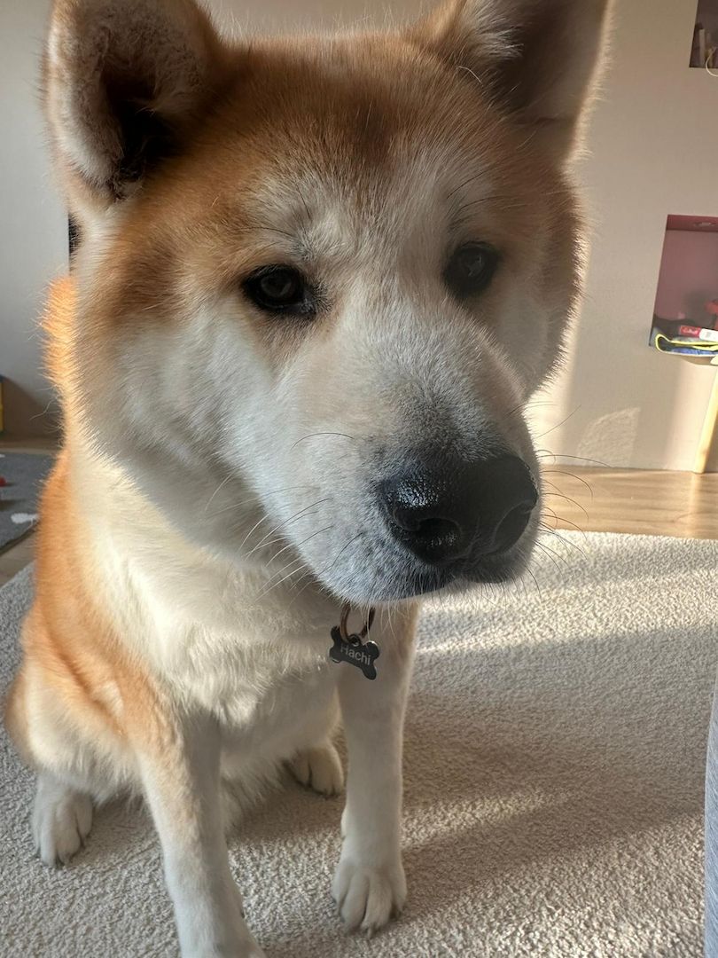 Akita Inu Hachi
