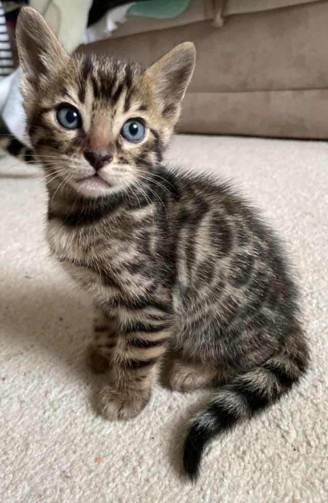Zwei Bengalische Kätzchen zu verkaufen