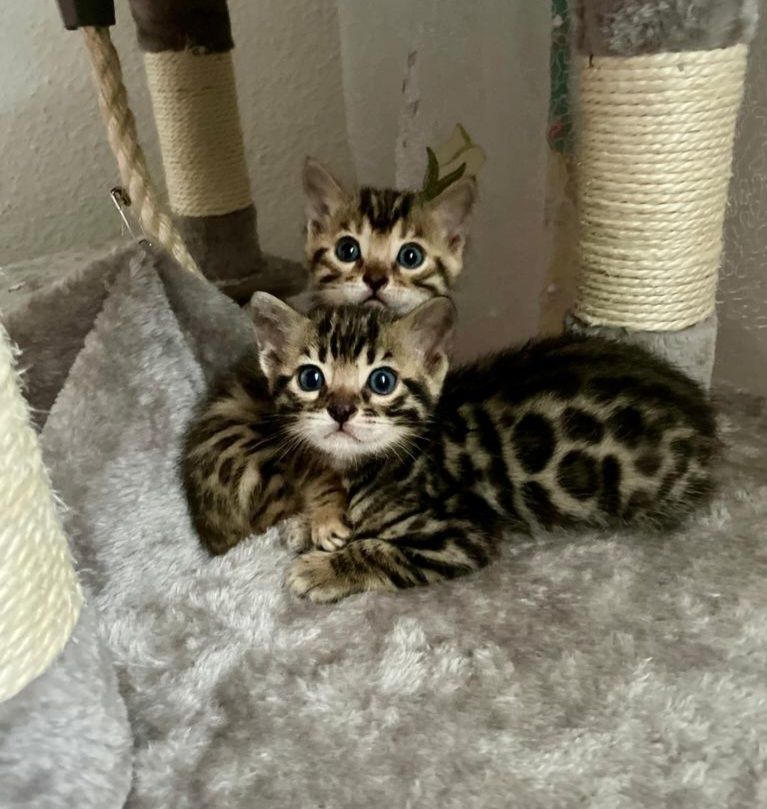 Zwei Bengalische Kätzchen zu verkaufen