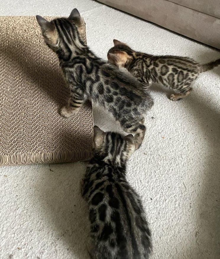 Zwei Bengalische Kätzchen zu verkaufen