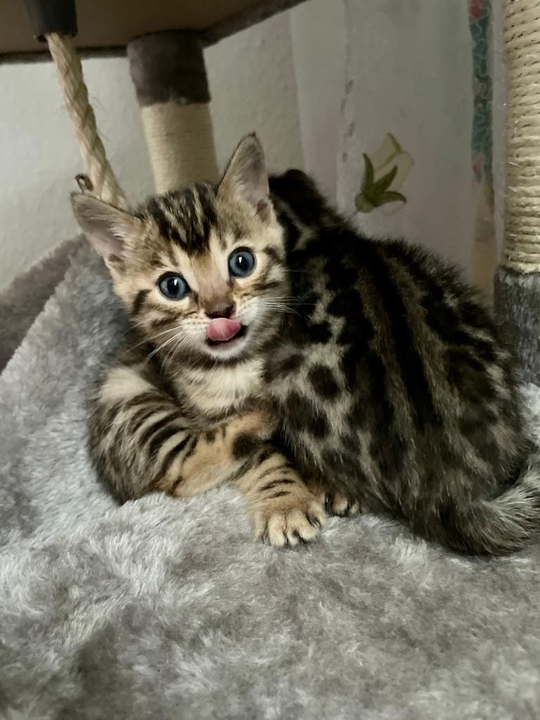Zwei Bengalische Kätzchen zu verkaufen