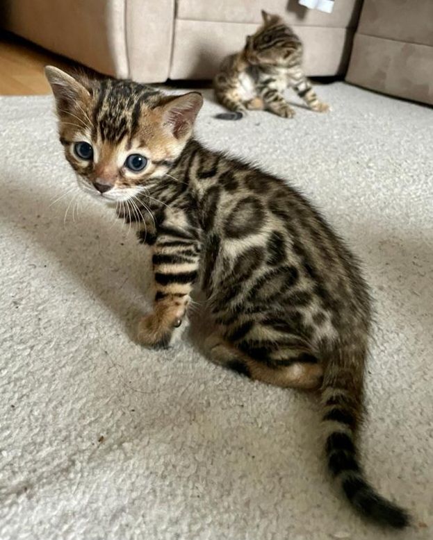 Zwei Bengalische Kätzchen zu verkaufen