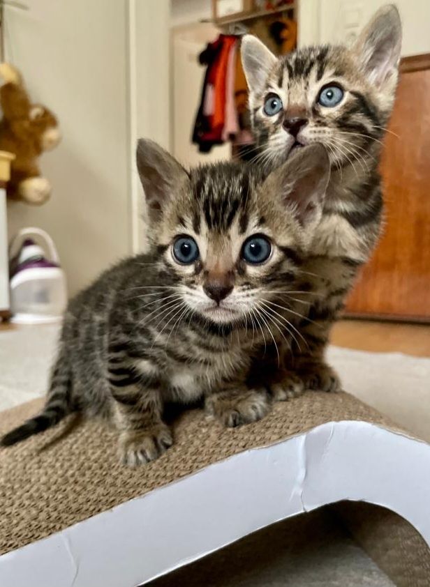 Zwei Bengalische Kätzchen zu verkaufen