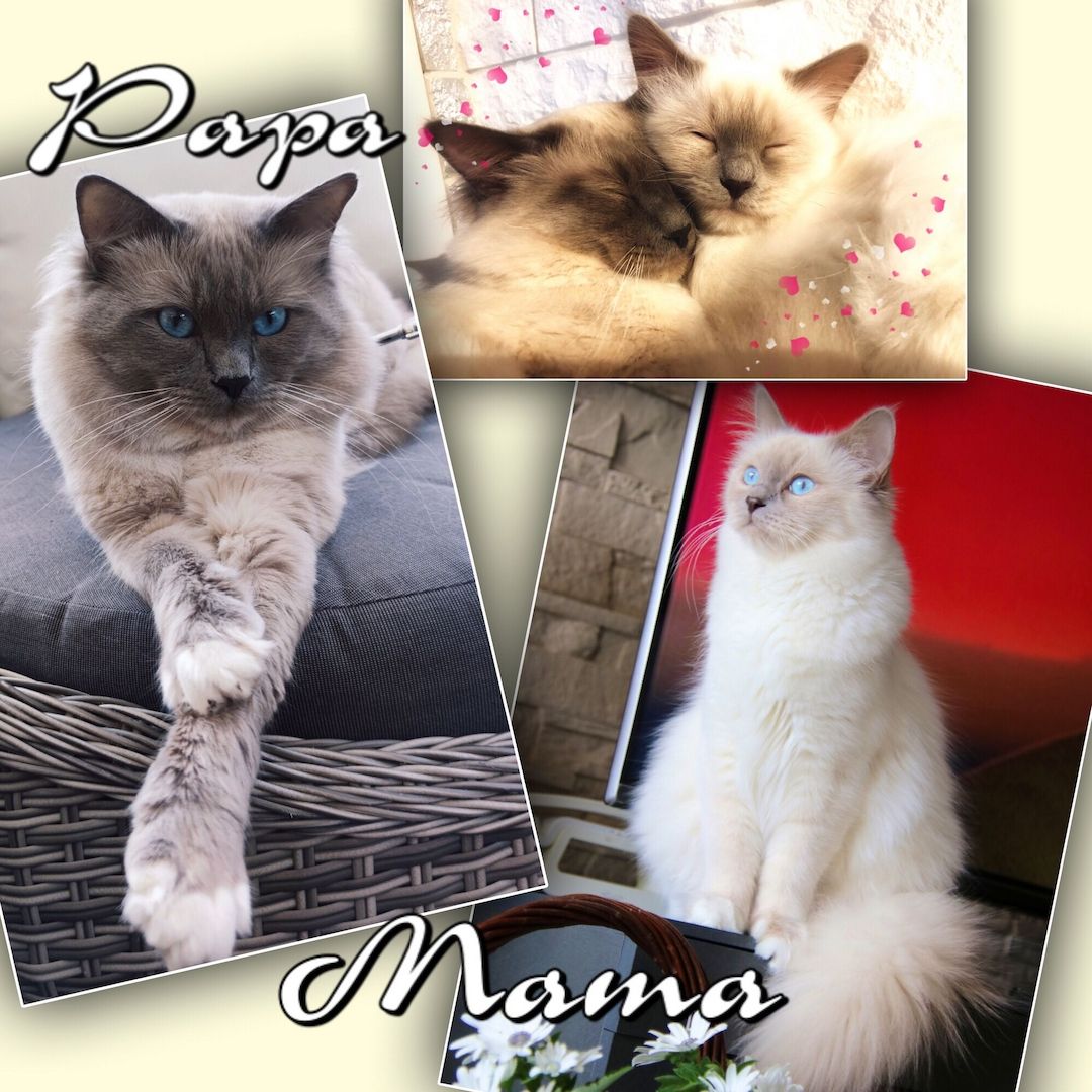 Ragdoll Birma Kitten