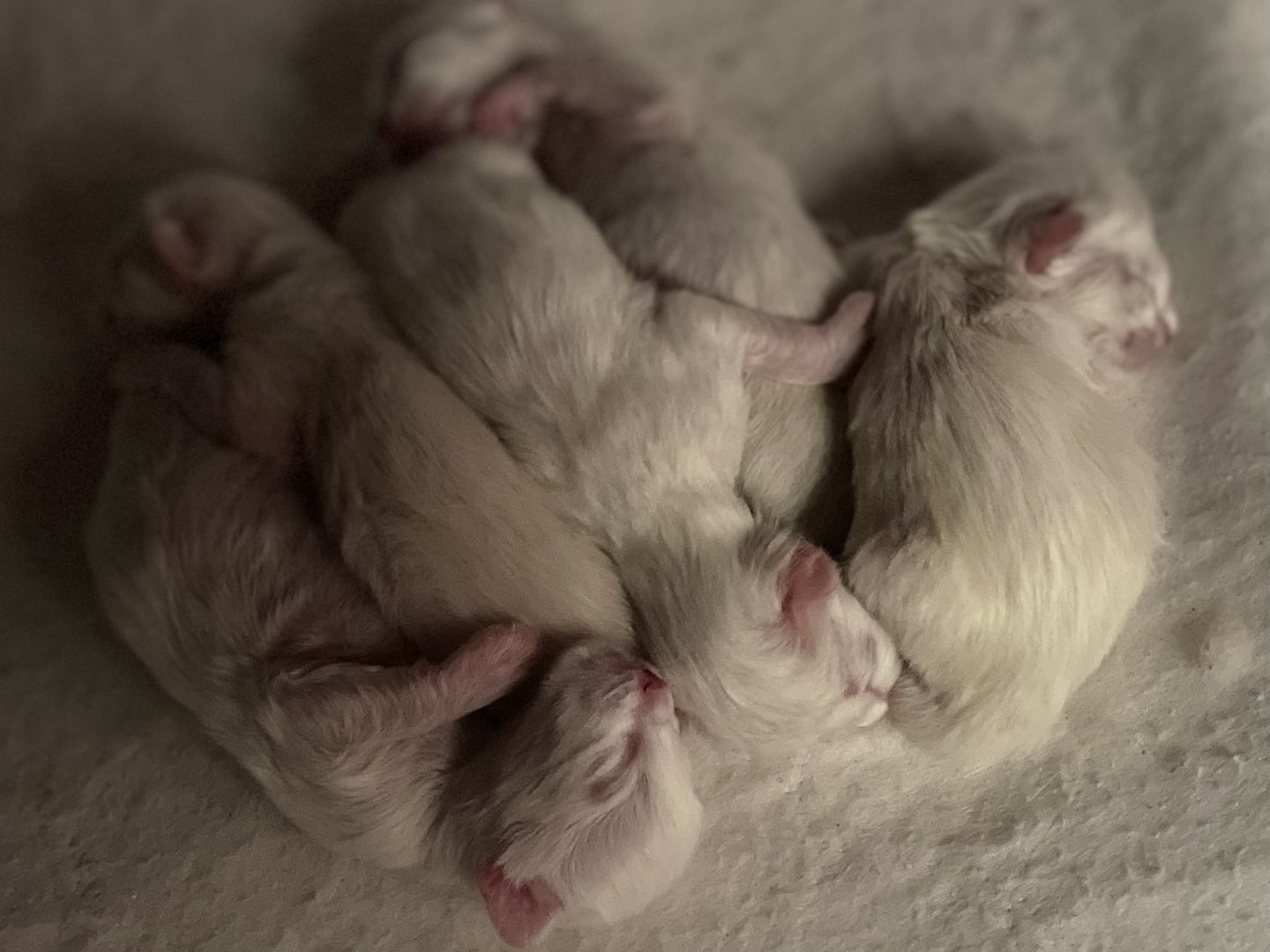 Ragdoll Birma Kitten