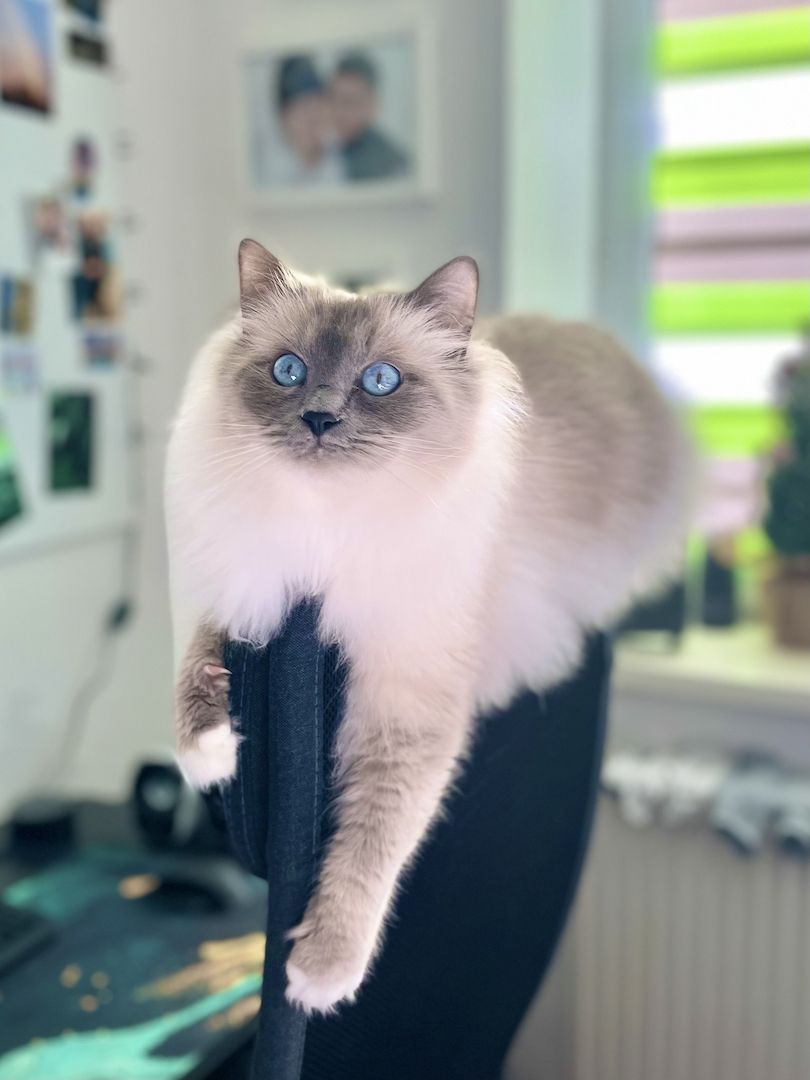 Ragdoll Birma Kitten