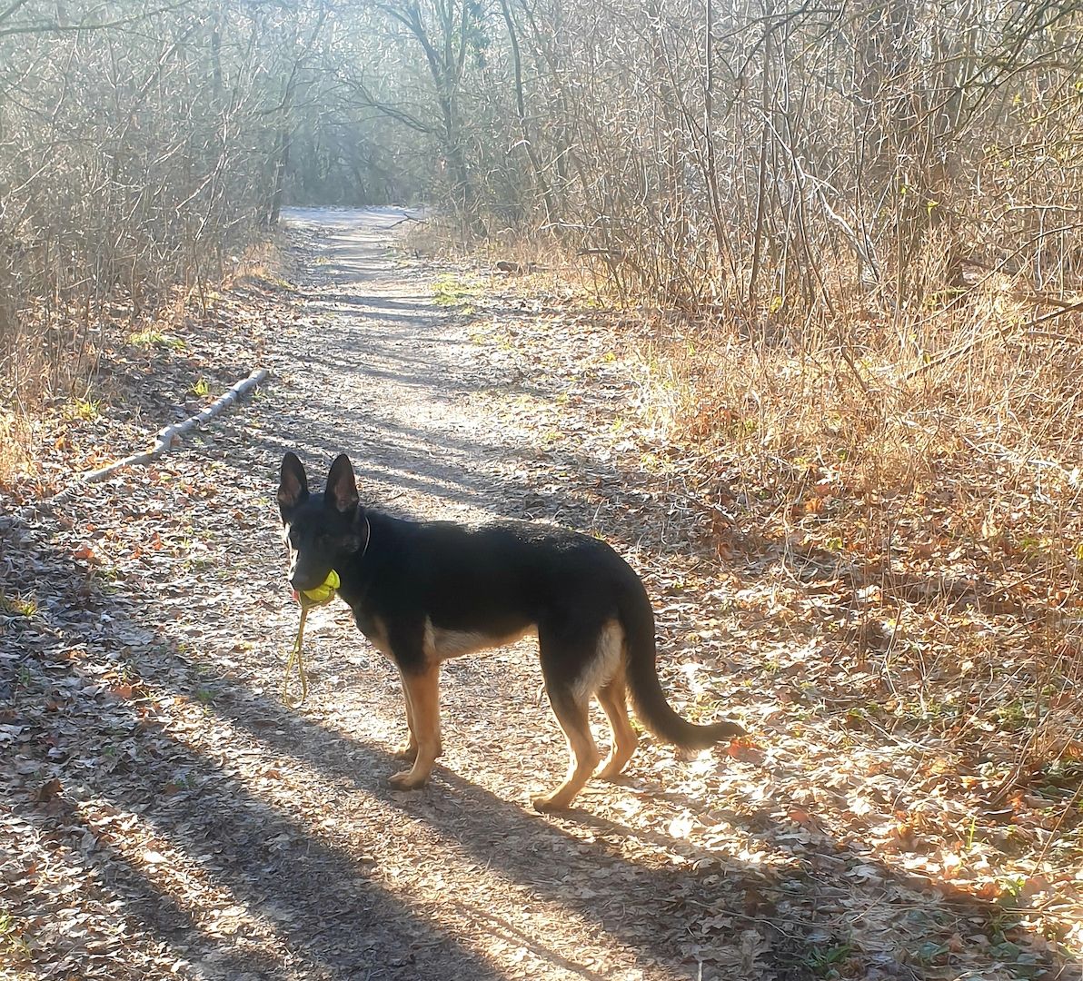 DSH Hündin DDR Linie zu verkaufen