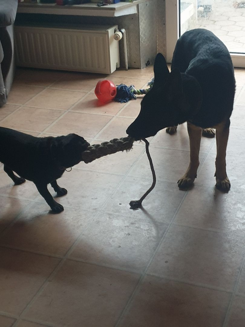 DSH Hündin DDR Linie zu verkaufen