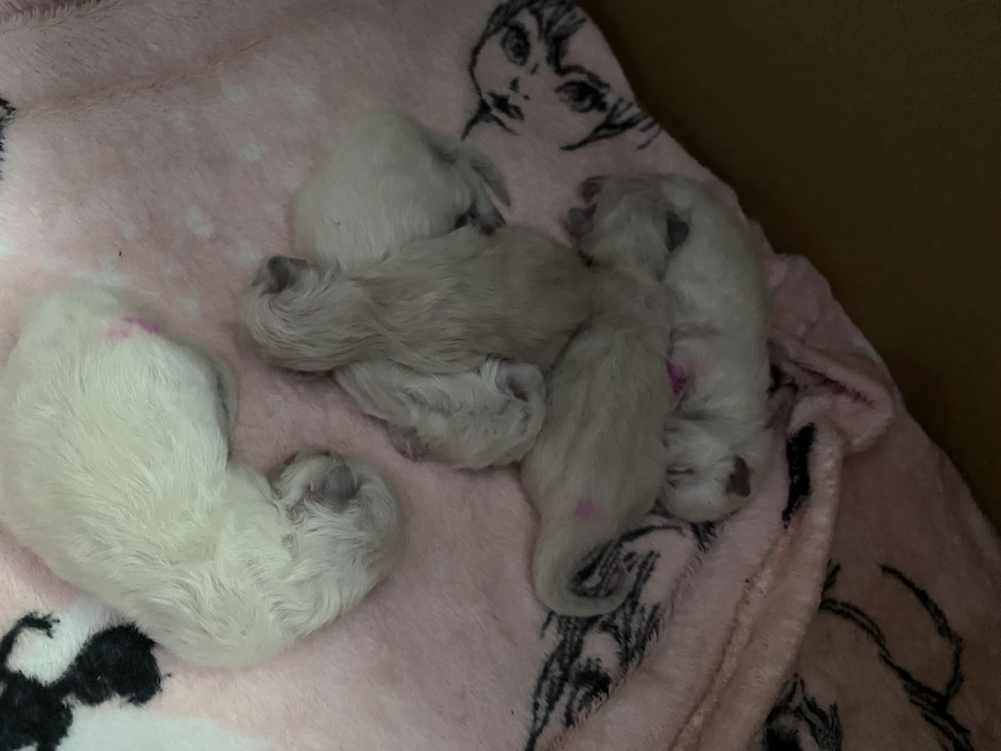 5 Ragdoll kitten Seal suchen ihr Personal