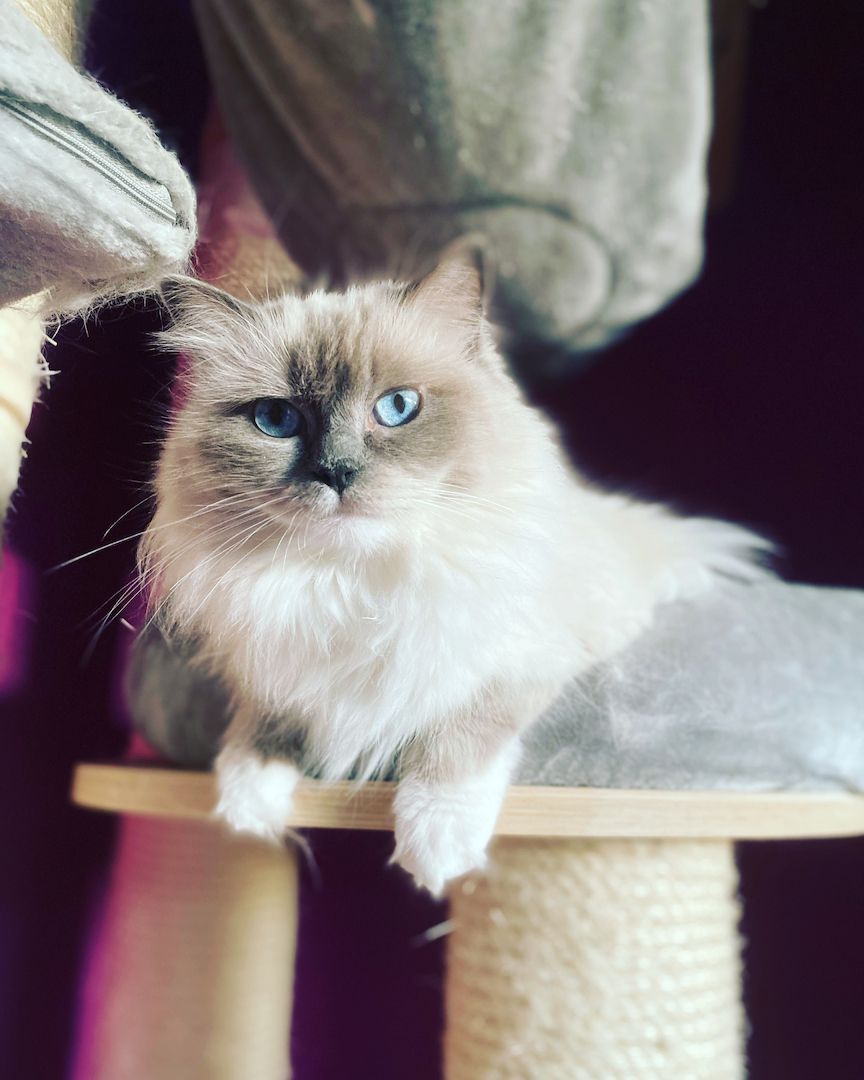 5 Ragdoll kitten Seal suchen ihr Personal