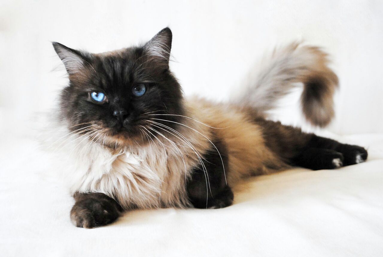 5 Ragdoll kitten Seal suchen ihr Personal