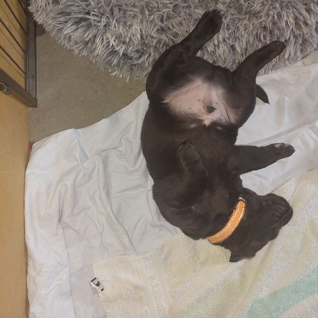 Es warten noch 3 Welpen auf ihre familien