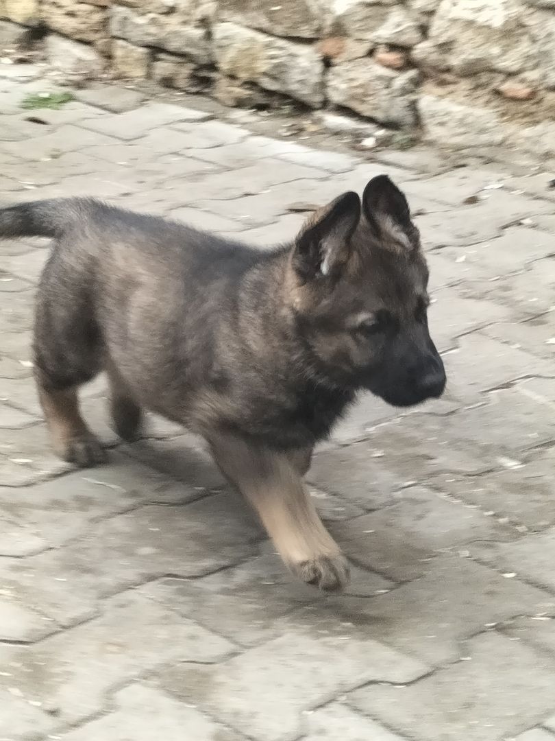 Deutsche Schäferhund Welpen Deutsche Schäferhund Welpen